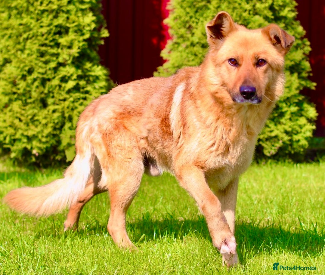 German Shepherd dogs for adoption: Ridgey – The Dog They Left Behind - Image 17