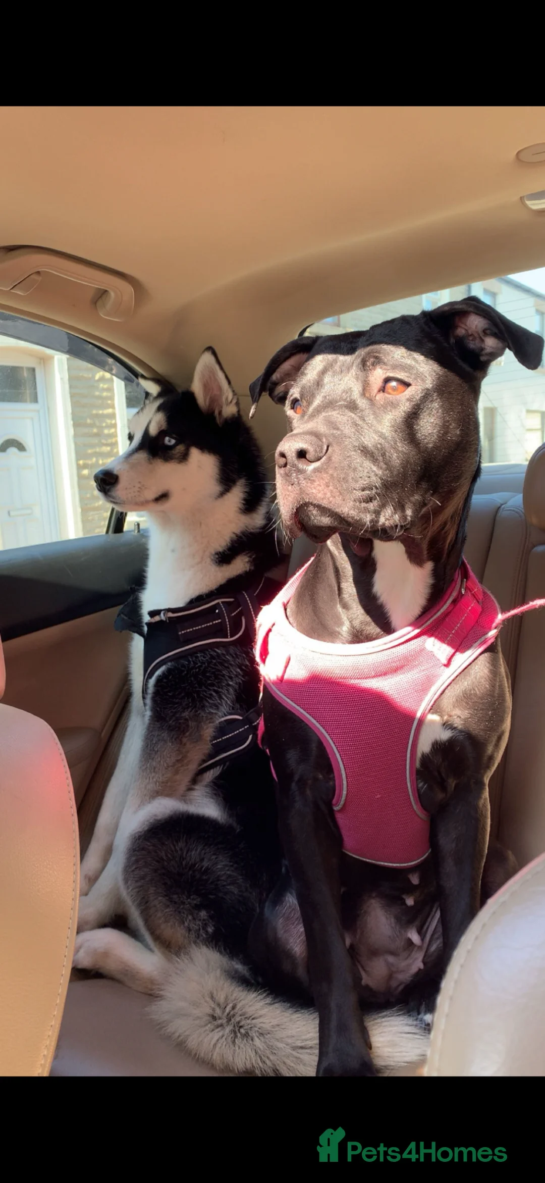 Mixed Breed dogs for sale: Lovey Husky Mix Puppies - Advert 2