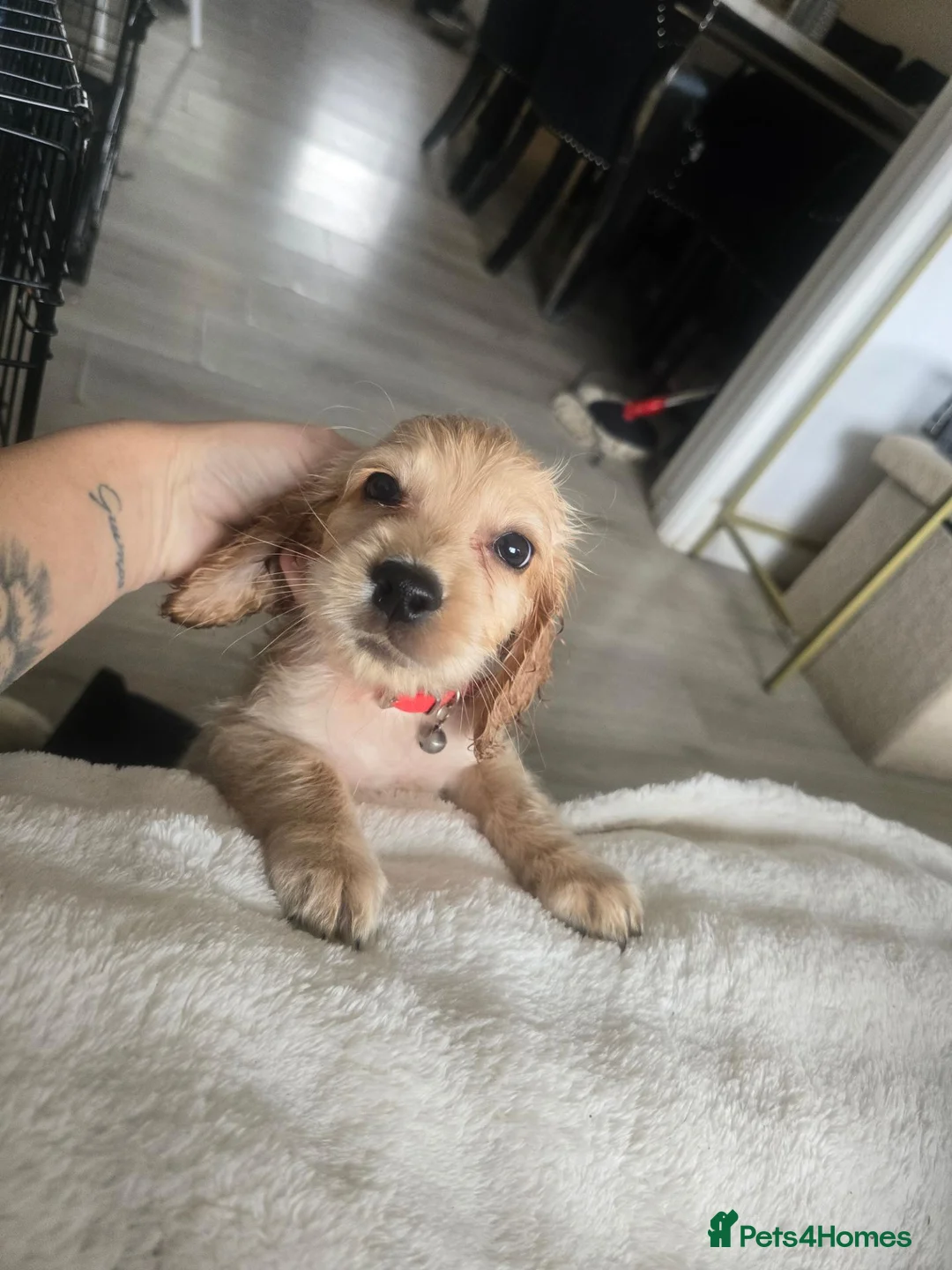 Cocker Spaniel dogs for sale: Cocker Spaniel Puppy Looking for a Loving Home - Advert 7