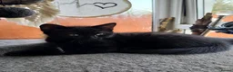 Mixed Breed cats for sale: Beautiful black long hair kittens  in Louth - Advert 9