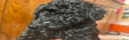 Toy Poodle dogs for sale: Beautiful tiny toy poodle puppies  - Advert 9