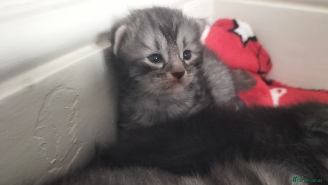 Domestic Shorthair cats for sale: Kittens for Sale - Image 3