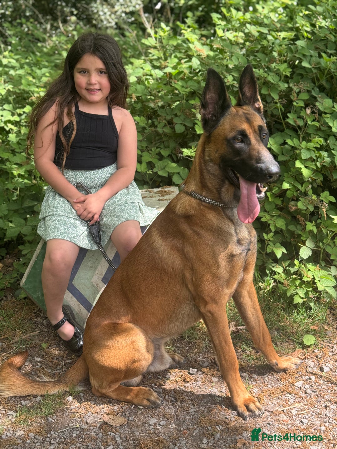 Belgian Shepherd Dog dogs for sale: Belgian Malinios (Singleton) Male  - Advert 2