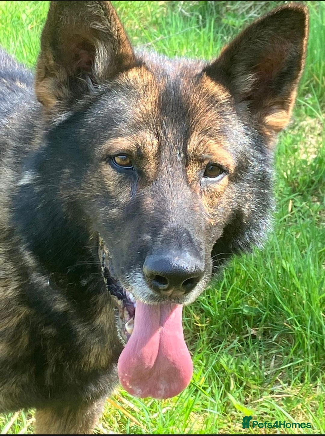 German Shepherd dogs for sale: Black German shepherd puppy - Advert 1