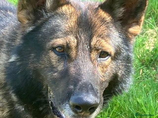 German Shepherd dogs Black German shepherd puppy - Advert 3