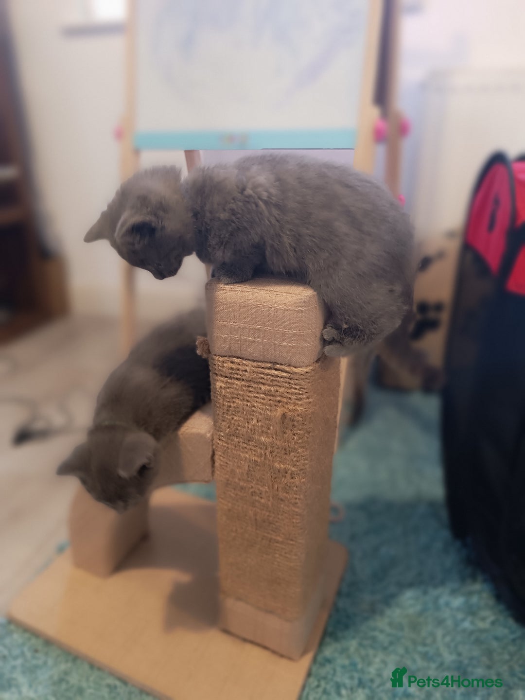 Russian Blue cats for sale: 3 angel's looking for best homes  - Image 4