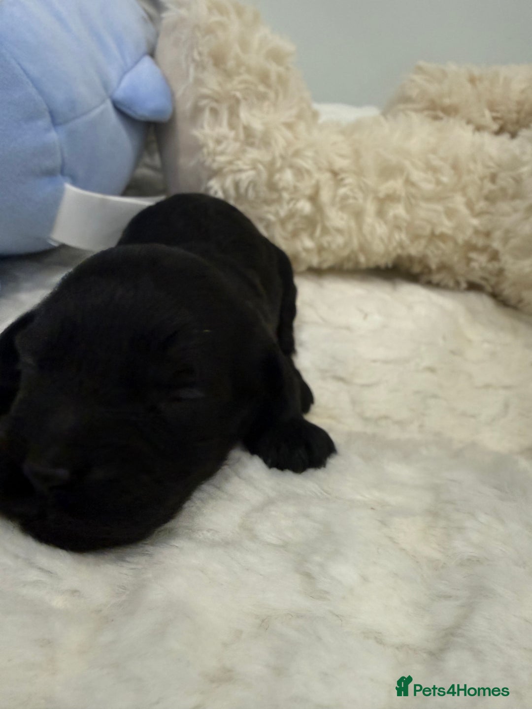 Cavapoo dogs for sale: Beautiful f1b. Black, black & Tan full DNA clear.  - Advert 7