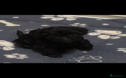 Schnoodle dogs for sale: Miniture schnoodle puppies!! - Advert 8