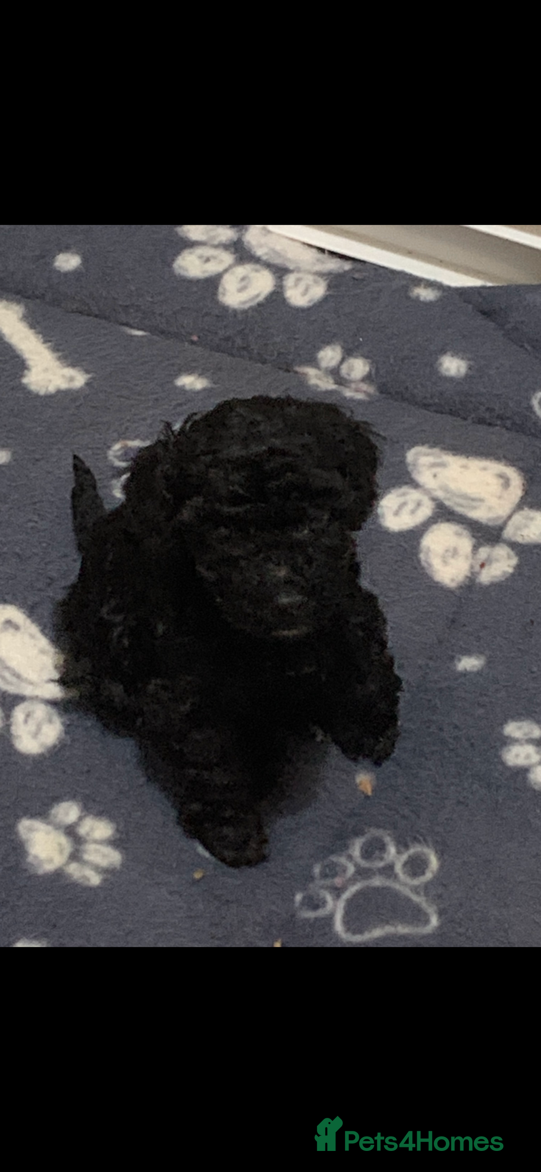 Schnoodle dogs for sale: Miniture schnoodle puppies!! - Advert 8