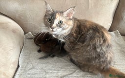 Maine Coon cats for sale: Chocolate main coons - Image 15