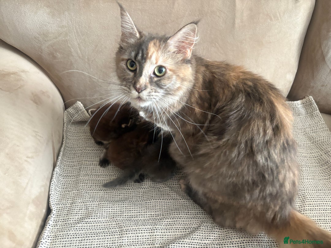Maine Coon cats for sale: Chocolate main coons - Image 15