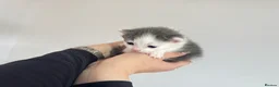 Domestic Shorthair cats for sale: Kittens - Advert 15