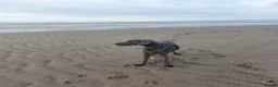 Great Dane dogs for sale: Adorable great dane - Advert 4