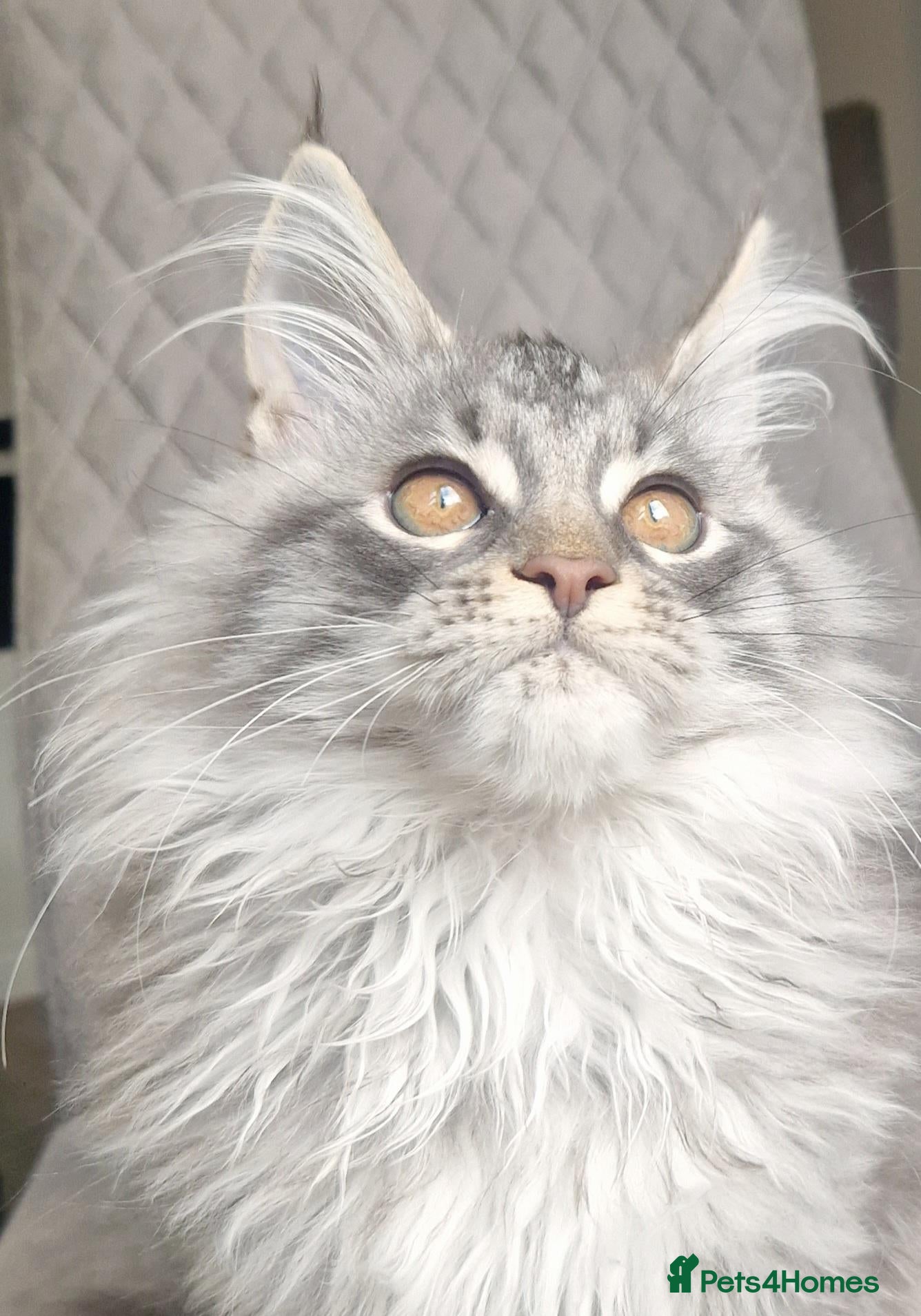 Maine Coon cats Maine coon  - Advert 20