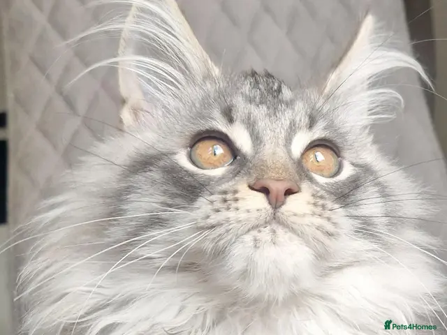 Maine Coon cats Maine coon - Advert 20