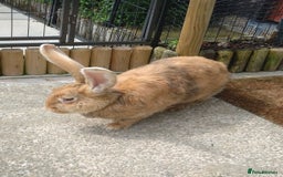 Continental Giant rabbits for sale: Pure Breed Continental Giant Doe  - Image 2