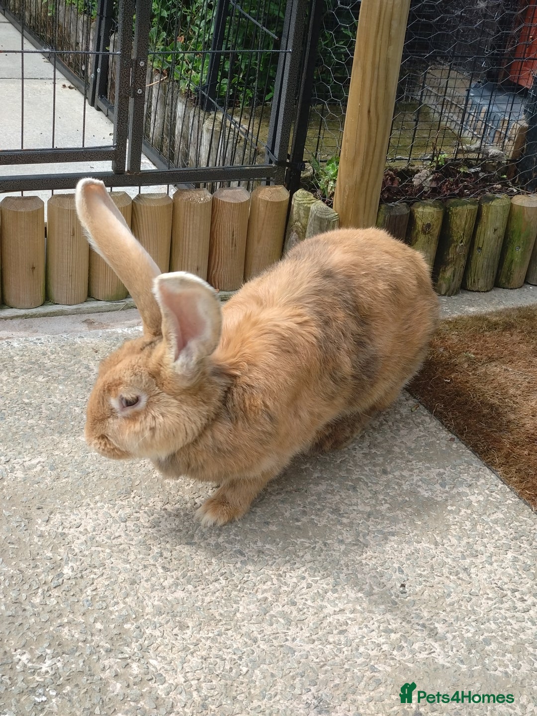 Continental Giant rabbits for sale: Pure Breed Continental Giant Doe  - Image 2