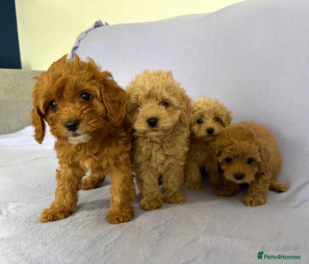Cavapoo dogs for sale: F1 caverpoo puppies  - Image 11