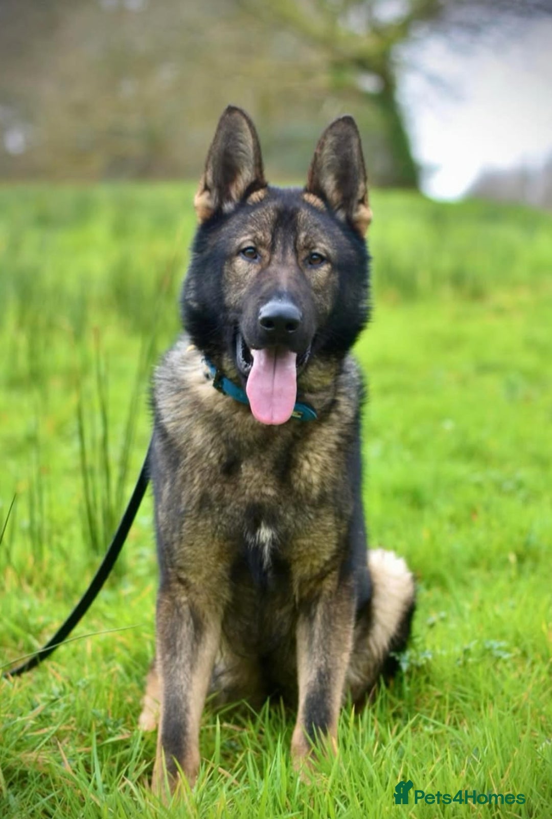 German Shepherd dogs for sale: German shepherd puppy  - Image 5