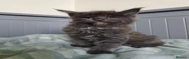 Marcella TitaniumCat 
