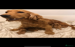 Cockapoo dogs for sale: Gorgeous Cockapoo Puppies  - Image 3