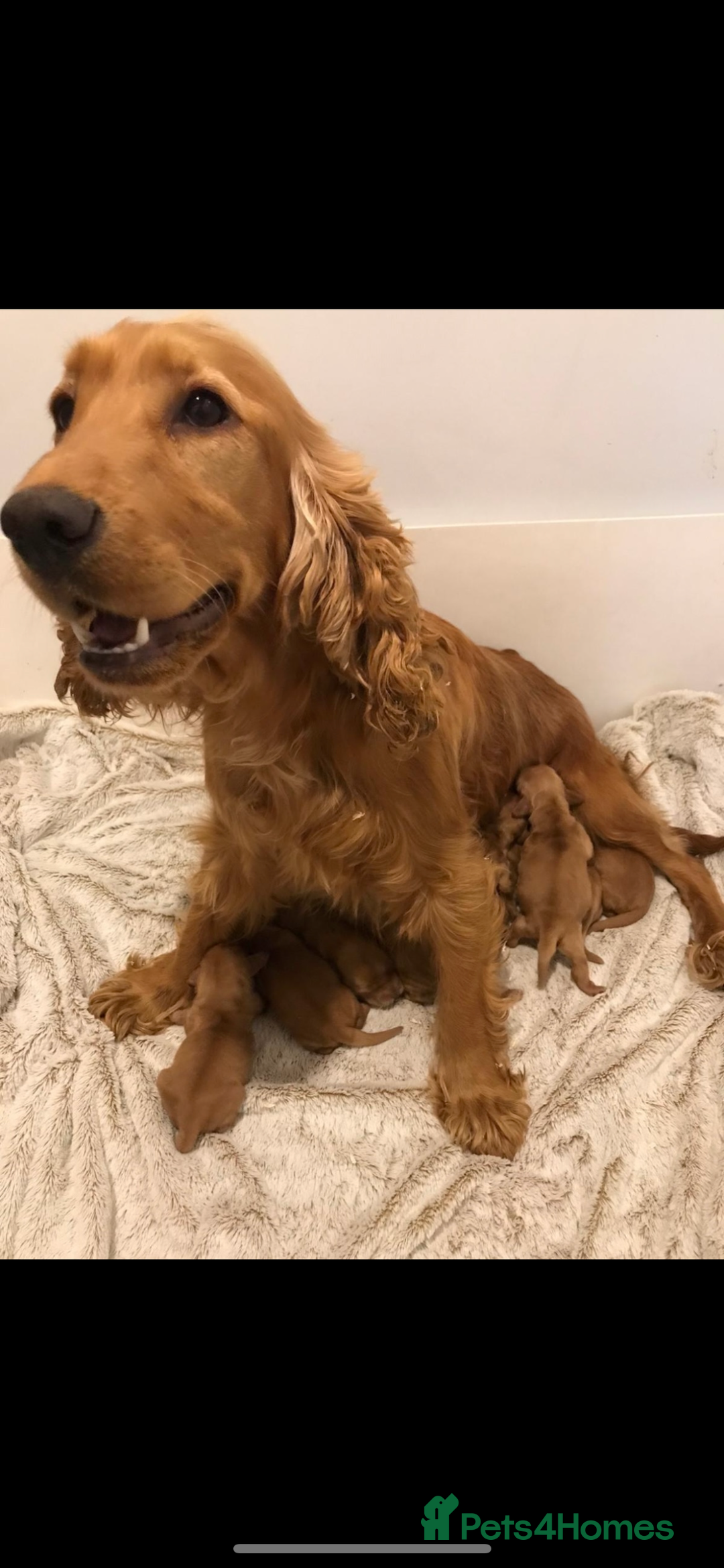 Cockapoo dogs for sale: Gorgeous Cockapoo Puppies  - Image 3