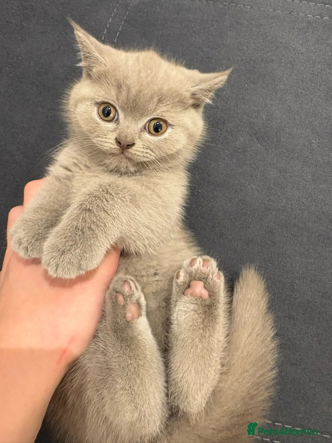 Scottish Fold cats for sale: Last Scottish fold kitten!  - Advert 4