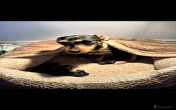 Mixed Breed dogs for sale: Miniature dachshund cross  - Image 6
