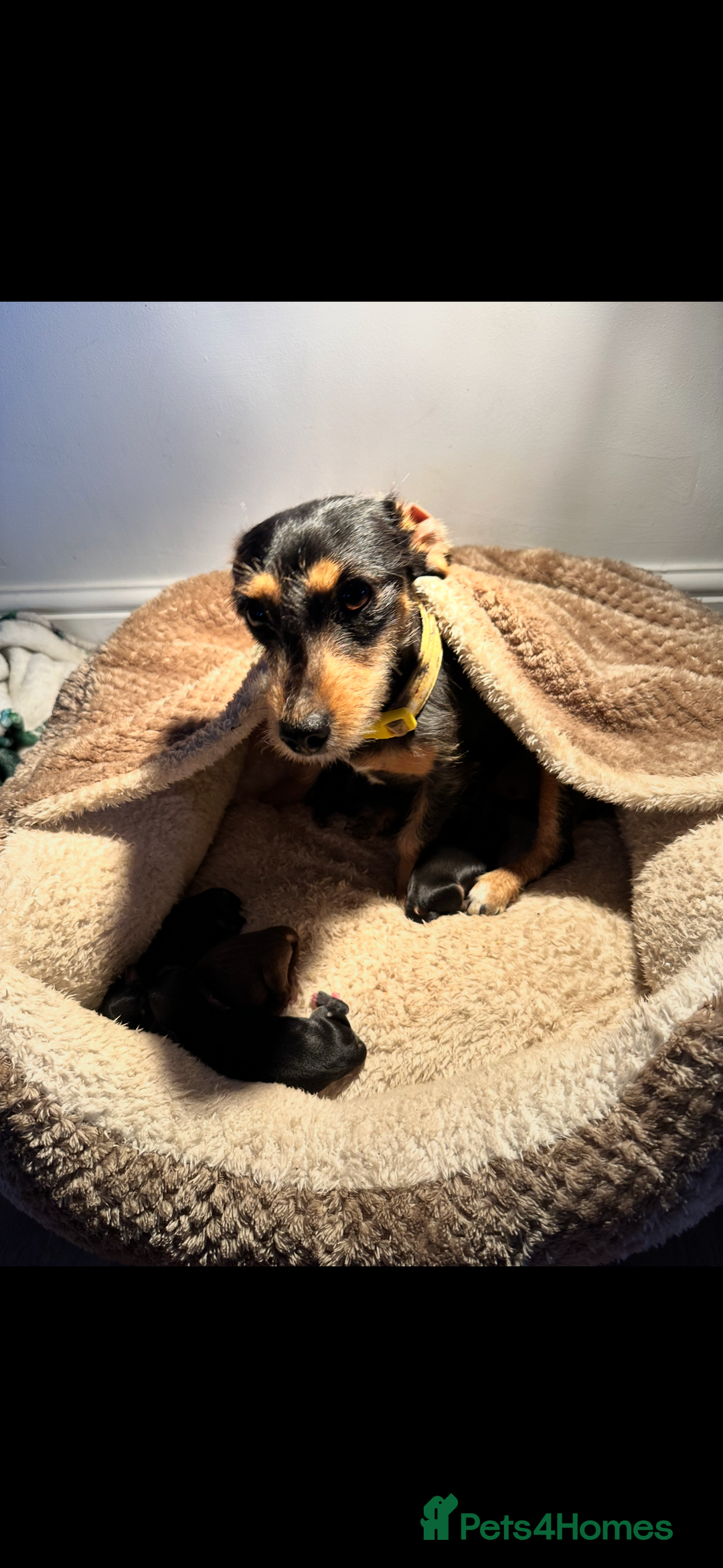 Mixed Breed dogs for sale: Miniature dachshund cross  - Image 6