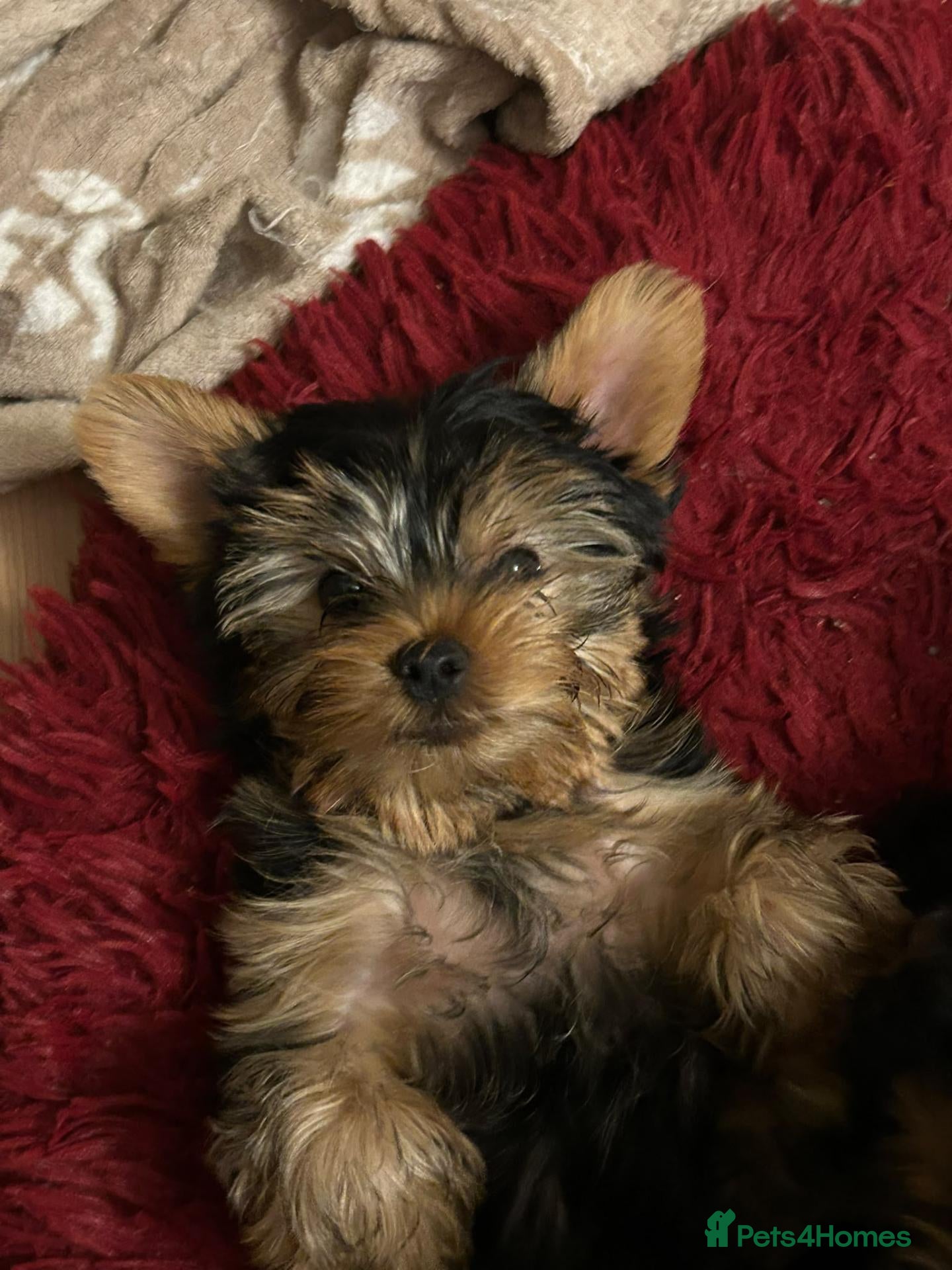 Yorkshire Terrier dogs Beautiful Yorkshire Terrier Puppy Oscar🐾💗 - Advert 6