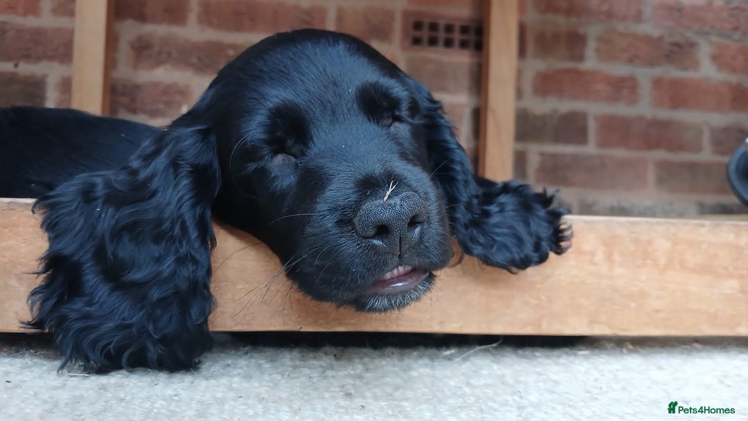 Cocker Spaniel dogs for sale: Frank - Image 2