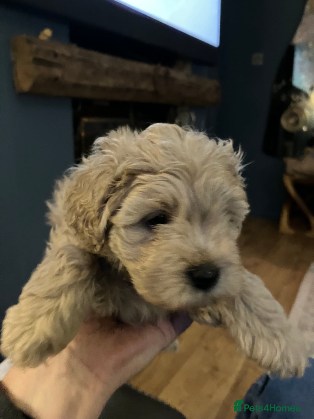 Schnoodle dogs for sale: Schnoodle puppies 3 available from a litter of 5 - Advert 6