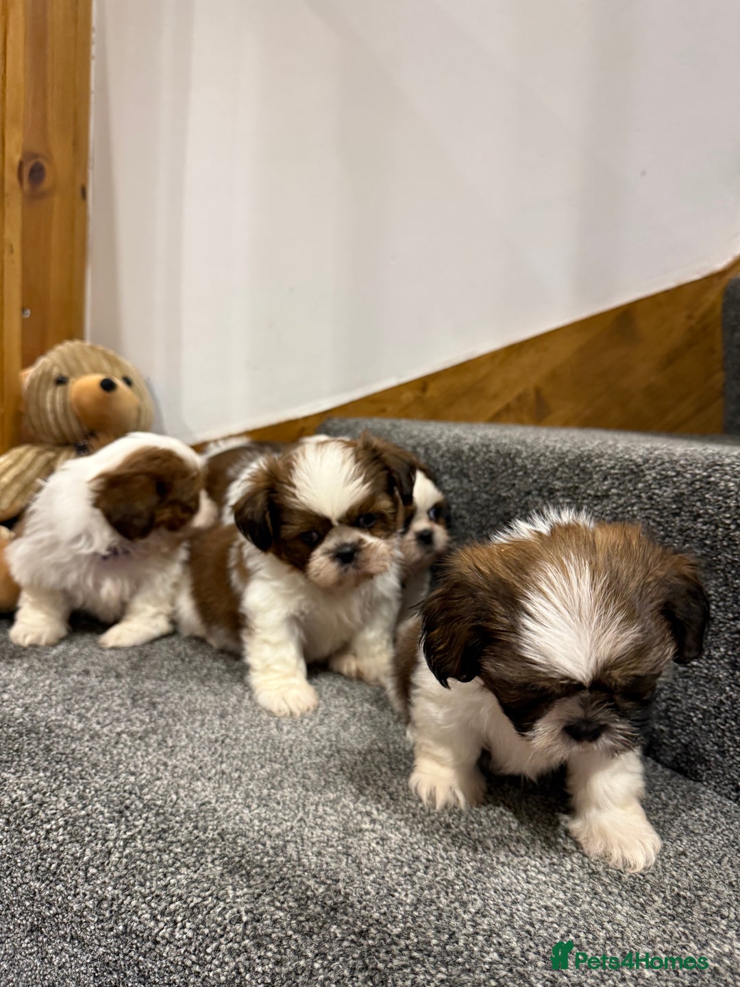 Shih Tzu dogs for sale: Summer Shihtzu Puppies - Image 7