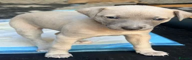 Whippet Puppy 5