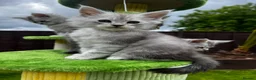 Maine Coon cats for sale: 🤩MAINE COON pedigree/genetic testing 🤩 - Advert 19