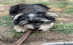 Morkie dogs for sale: Adorable Morkie Girl - Image 11