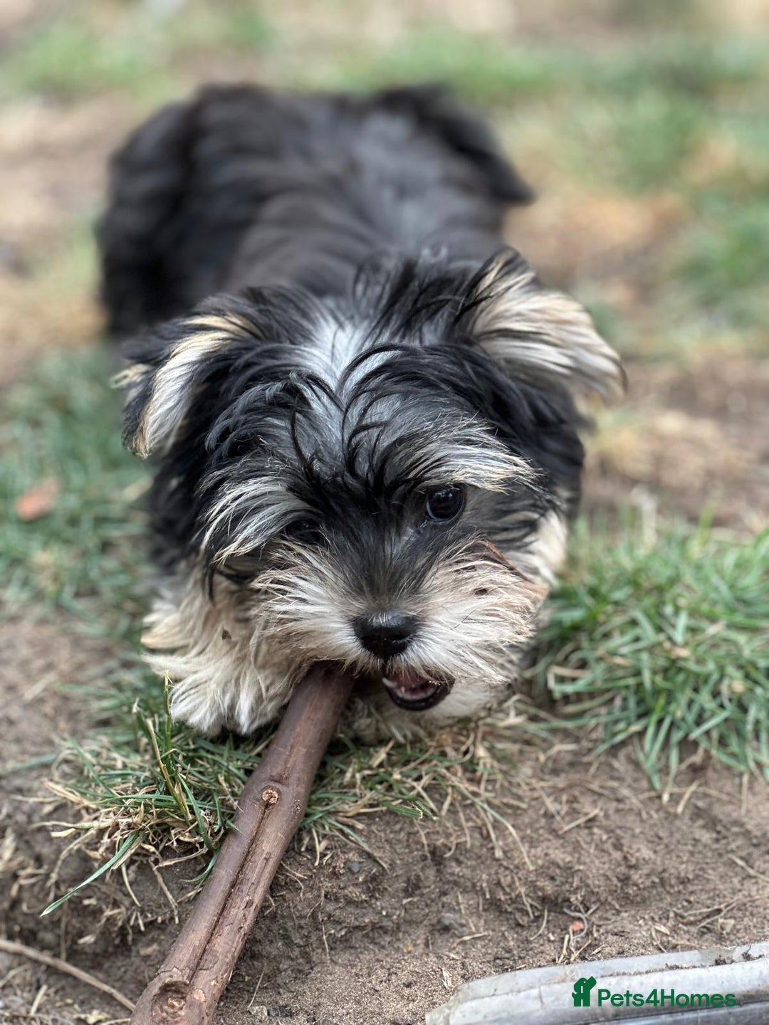 Morkie dogs for sale: Adorable Morkie Girl - Image 11