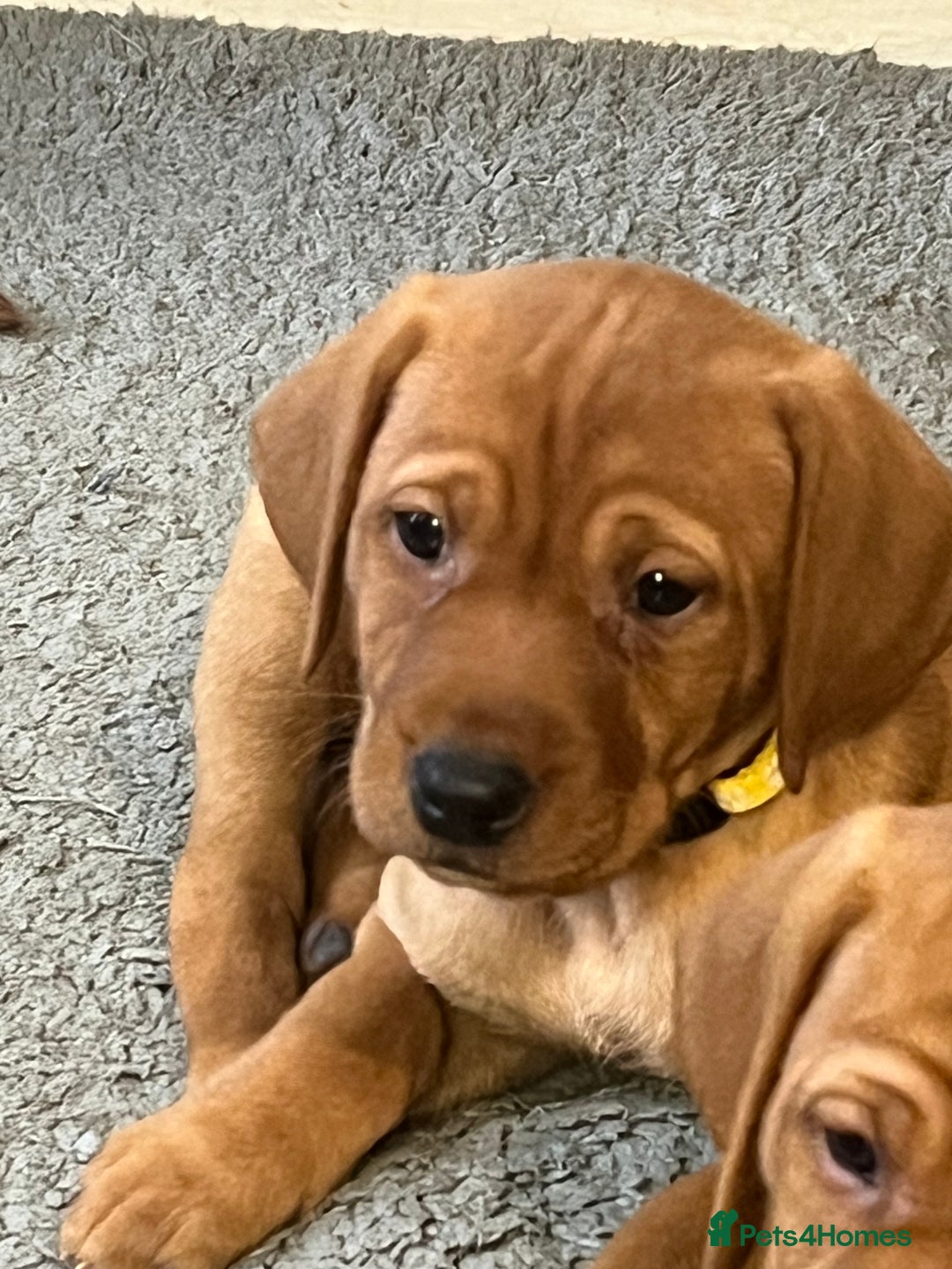 Mixed Breed dogs for sale: HUNGARIAN VIZSLA x FOX RED LABRADOR  - Advert 18