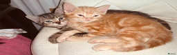 British Shorthair cats for sale: Lovely adorable Kittens FOR SALE Mixed Newquay  - Advert 8