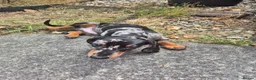 Miniature Dachshund dogs for sale: Miniature Dachshund  in Burry Port - Advert 5