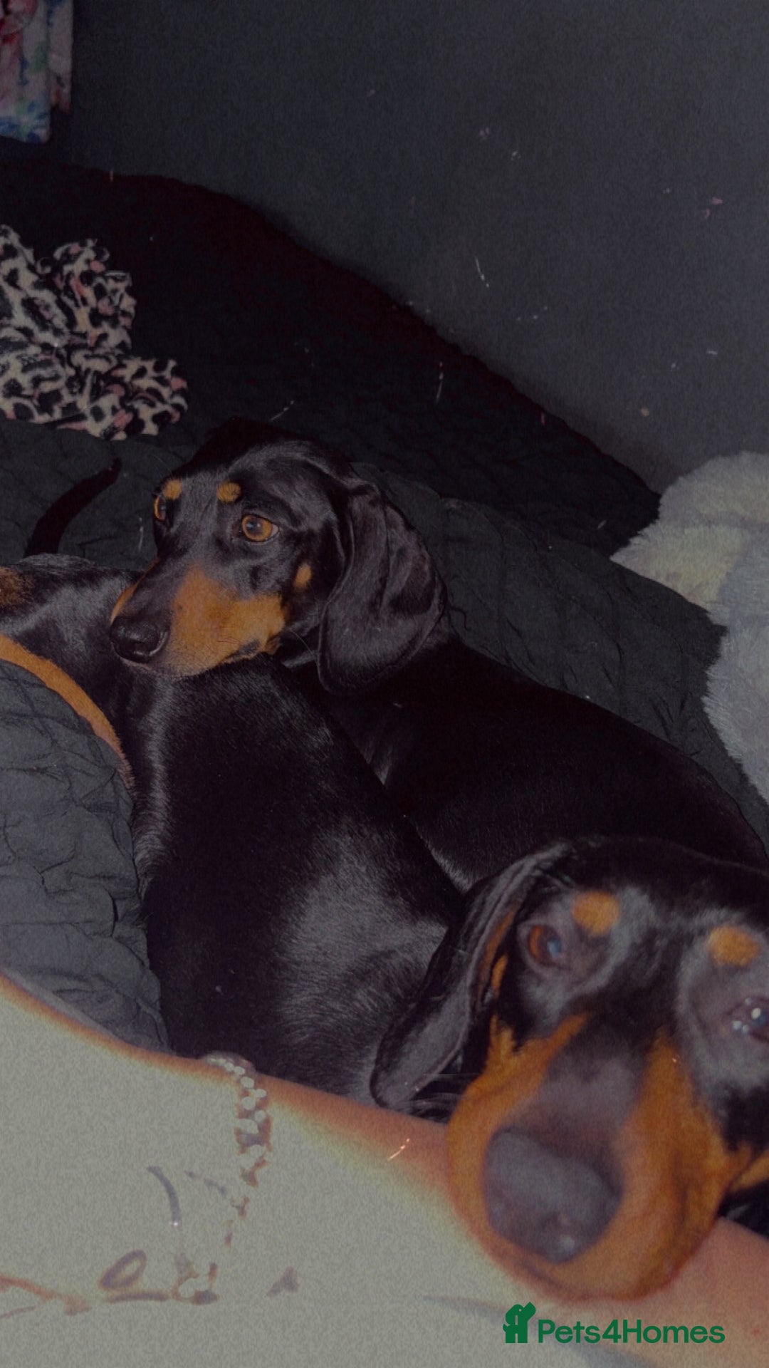 Miniature Dachshund dogs for sale: One male miniature dachshund for sale asap - Image 4