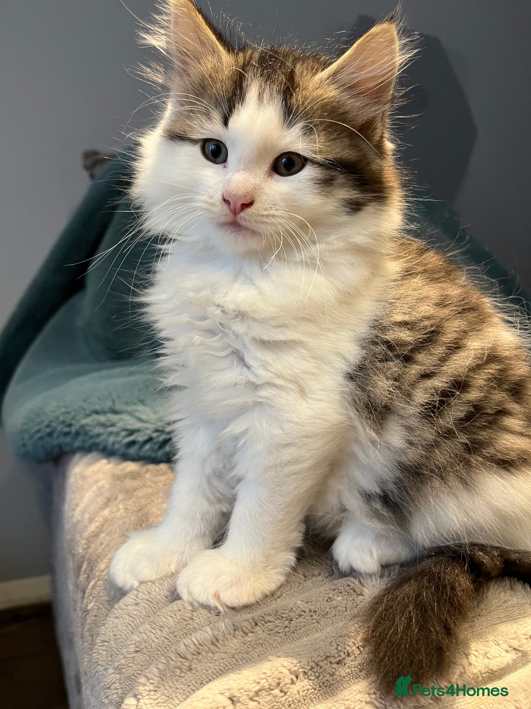 Siberian cats for sale: Stunning Siberian kittens 🐱  - Advert 5