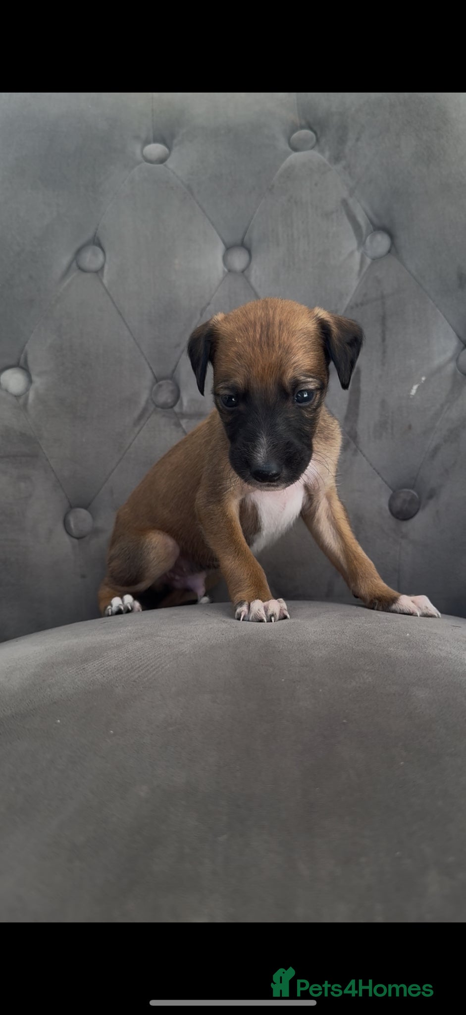 Mixed Breed dogs Wippet X puppies  - Advert 2