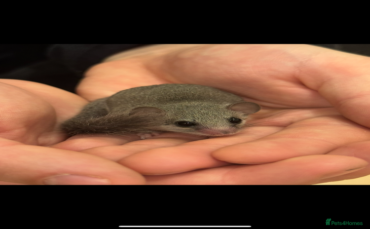 Mouse rodents - Advert 7