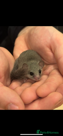 Mouse rodents - Advert 13