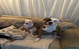 American Bulldog dogs for sale: American bulldogs  - Image 9