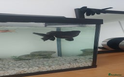 Fancy Goldfish fish for sale: black goldfish pair plus 1 X minnow 5 orange fish  - Image 8