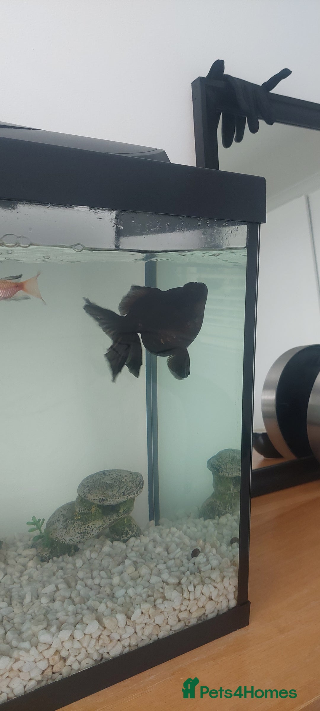 Fancy Goldfish fish for sale: black goldfish pair plus 1 X minnow 5 orange fish  - Image 8
