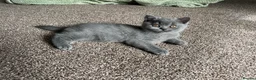 British Shorthair cats for sale: GCCF Imperial Grand Champion Parent & Grandparent in Deeside - Advert 10