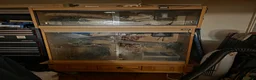 Mixed Breed reptiles for sale: Various snakes with set ups for sale in Andover - Advert 5